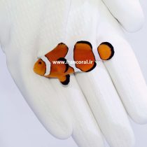 دلقک ماهی اسلاریس