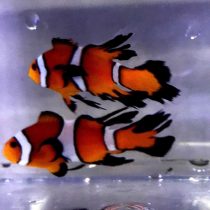 Longfin Ocellaris Clownfish
