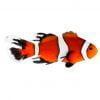 Longfin Ocellaris Clownfish
