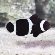 Black & White Ocellaris Clownfish