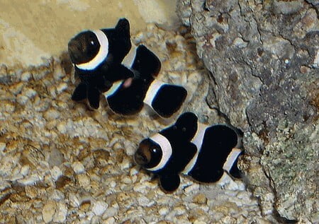 Black & White Ocellaris Clownfish