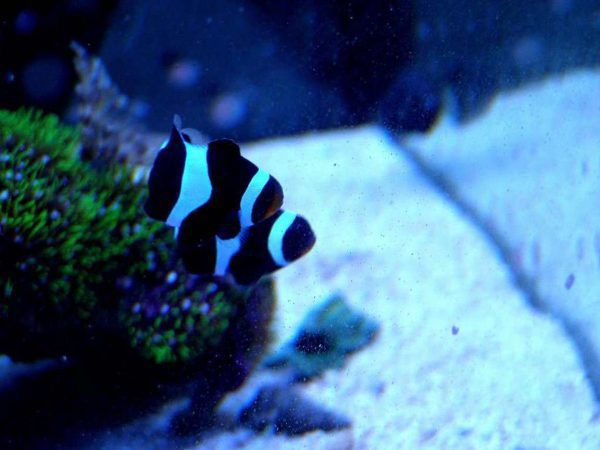 Black & White Ocellaris Clownfish