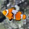 Snowflake Ocellaris Clownfish