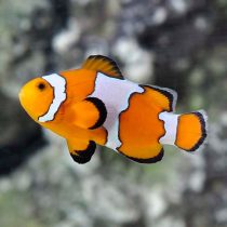 Snowflake Ocellaris Clownfish