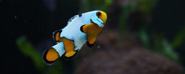 Snowflake Ocellaris Clownfish