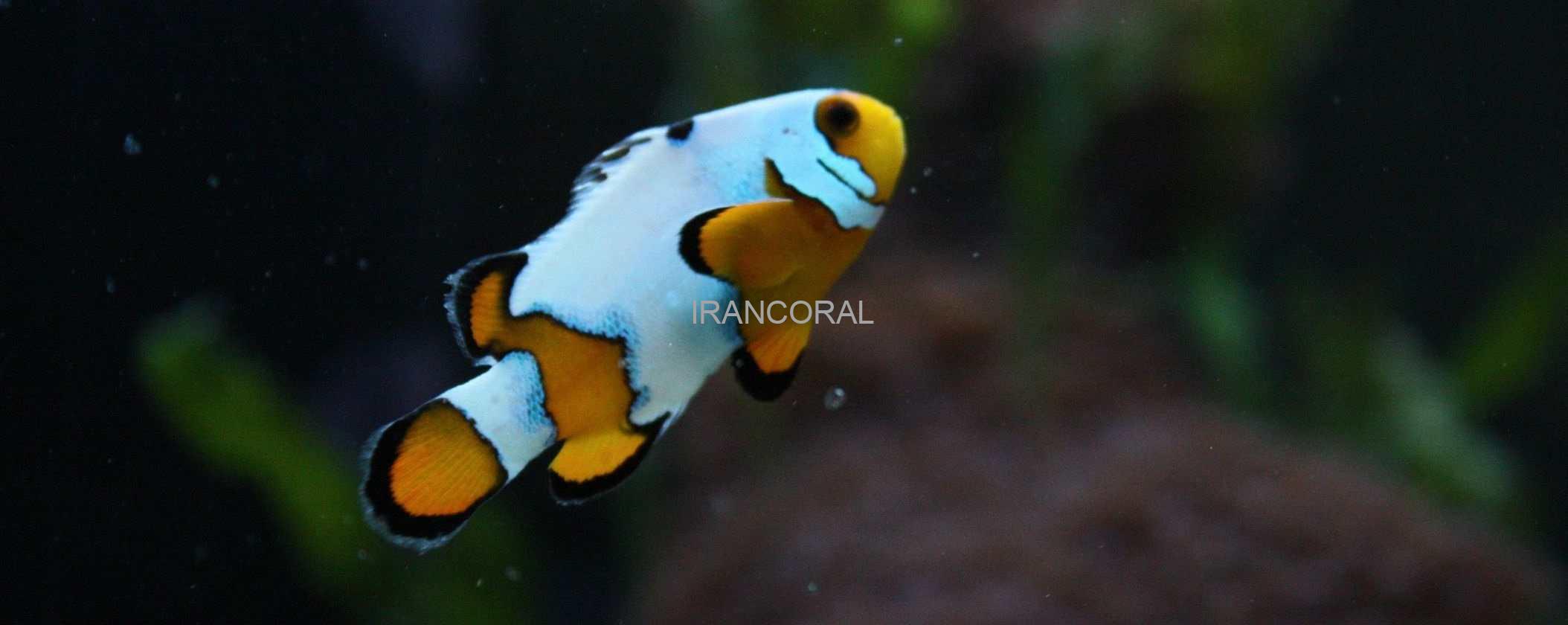 Snowflake Ocellaris Clownfish