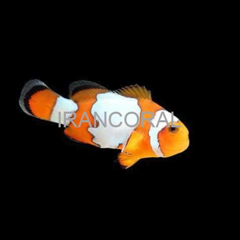 Snowflake Ocellaris Clownfish