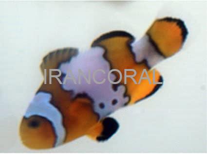 Snowflake Ocellaris Clownfish