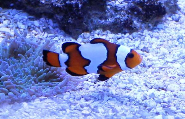 Snowflake Ocellaris Clownfish