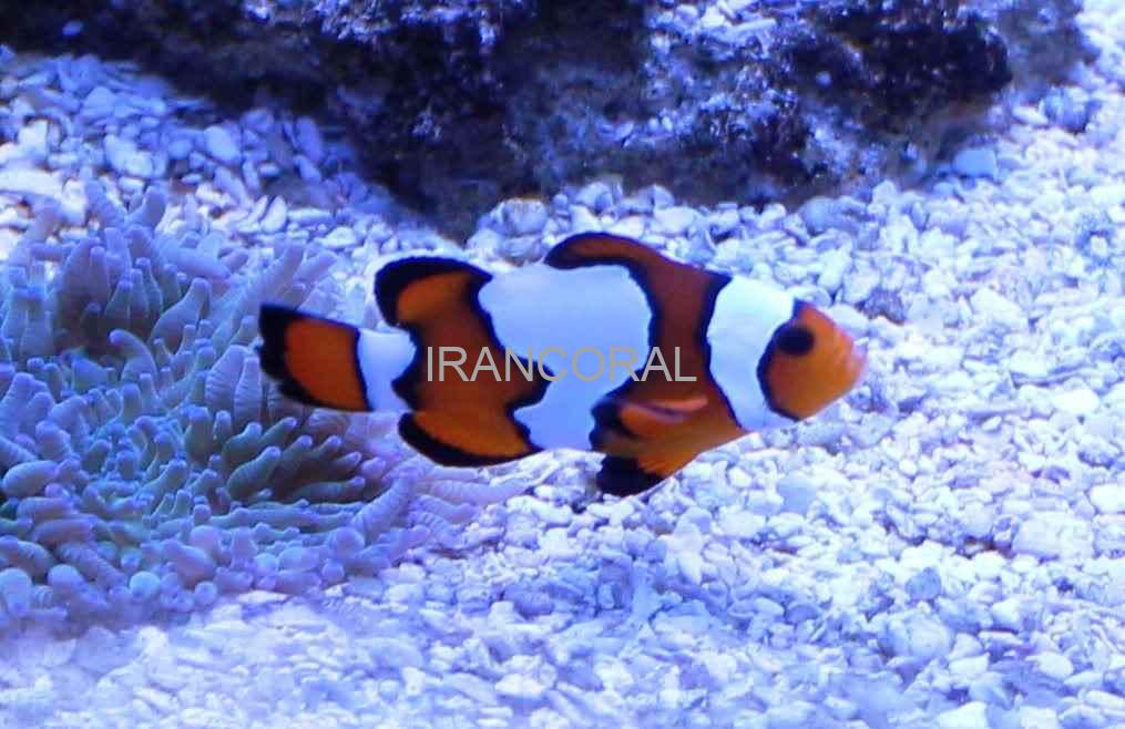 Snowflake Ocellaris Clownfish