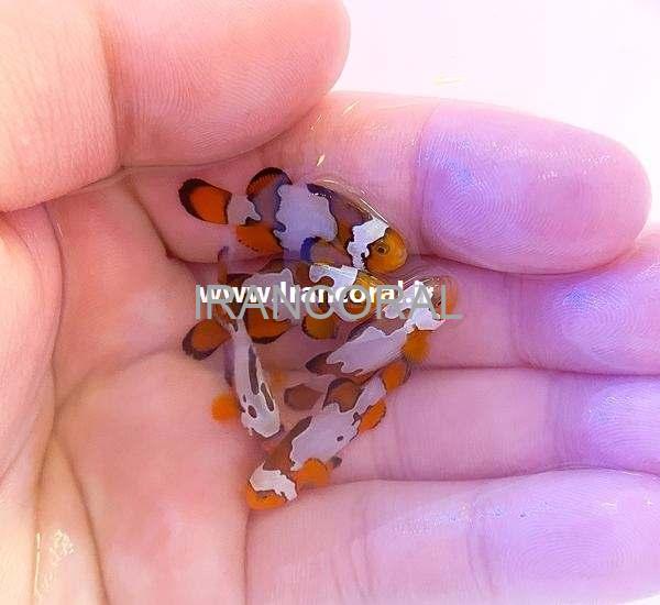 Snowflake Ocellaris Clownfish