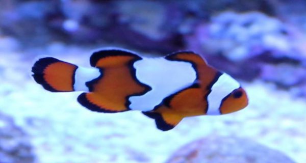 Snowflake Ocellaris Clownfish