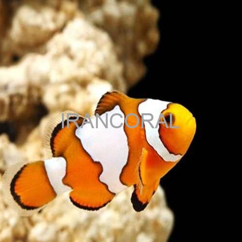 Snowflake Ocellaris Clownfish