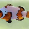 Snowflake Ocellaris Clownfish
