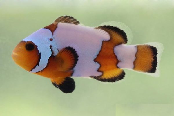 Snowflake Ocellaris Clownfish