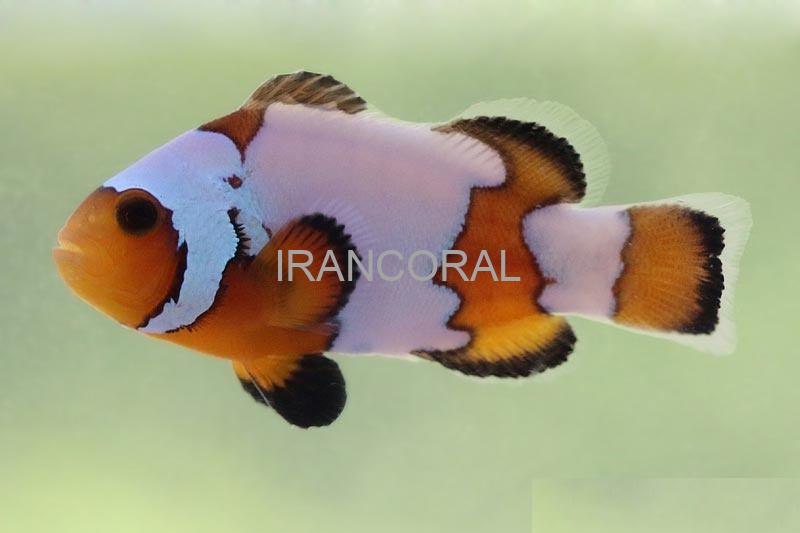 Snowflake Ocellaris Clownfish