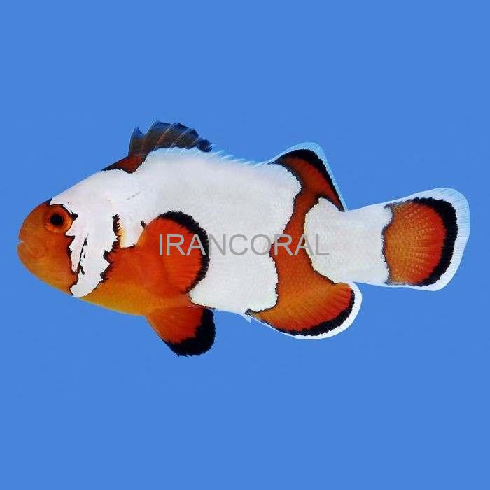 Snowflake Ocellaris Clownfish