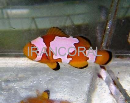 Snowflake Ocellaris Clownfish