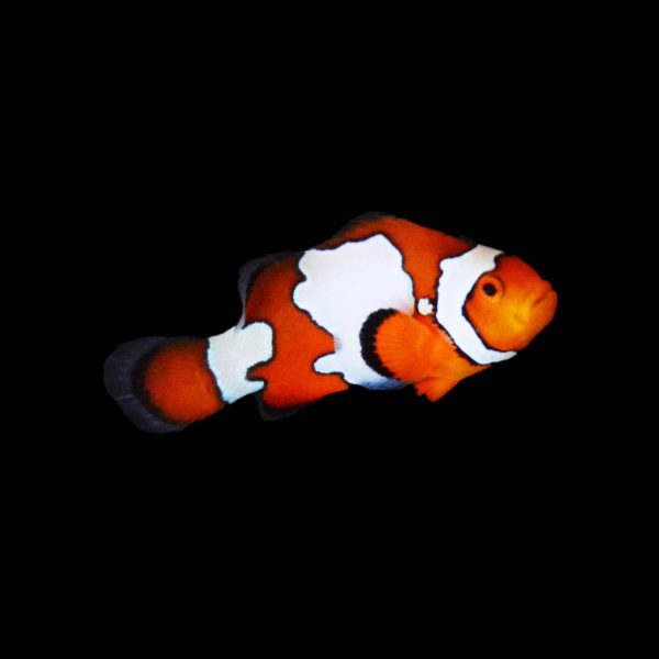 Snowflake Ocellaris Clownfish