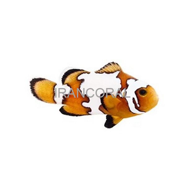 Snowflake Ocellaris Clownfish