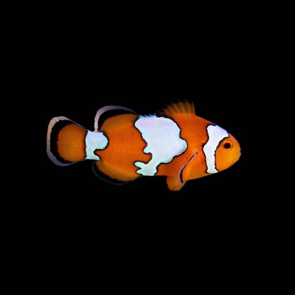 Snowflake Ocellaris Clownfish