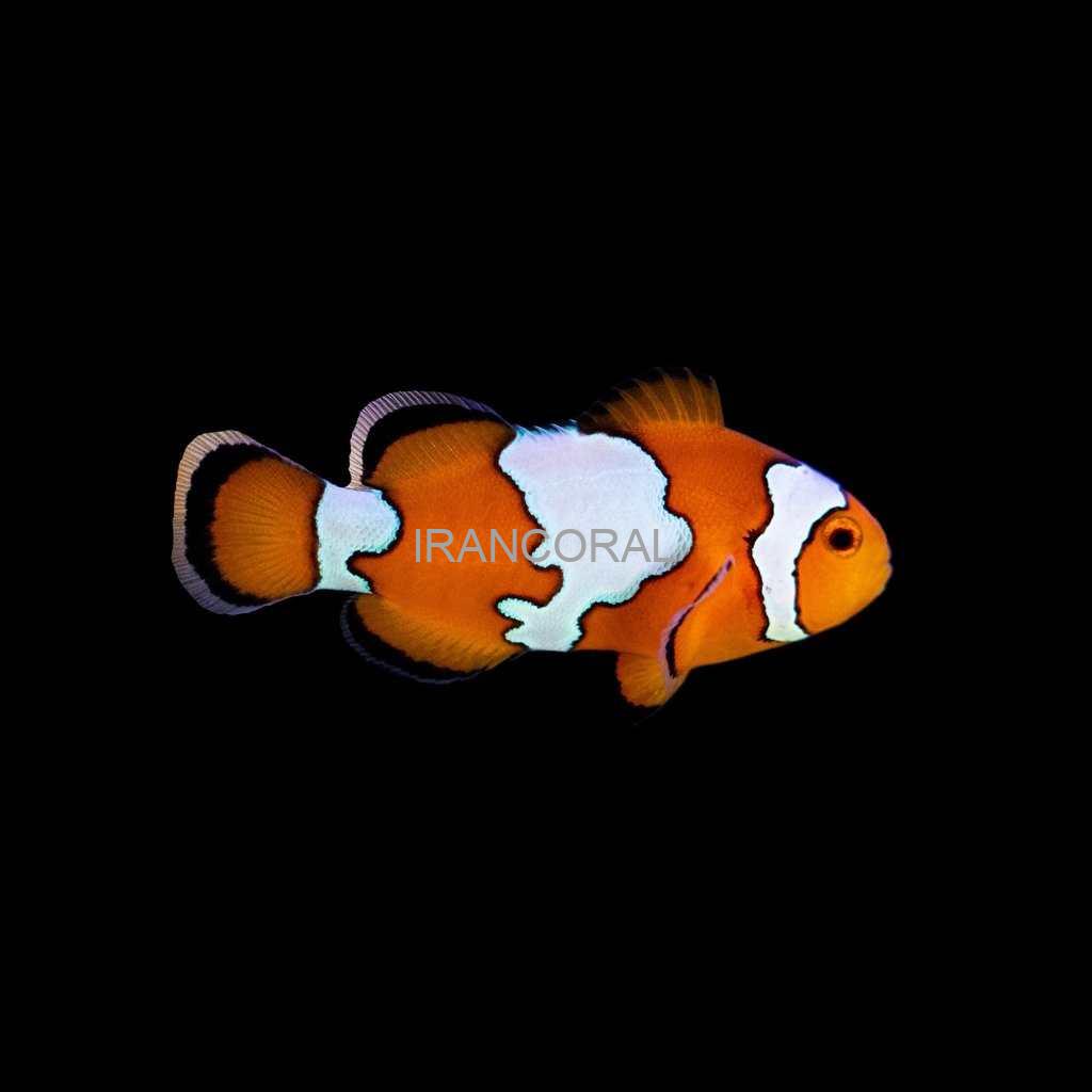 Snowflake Ocellaris Clownfish