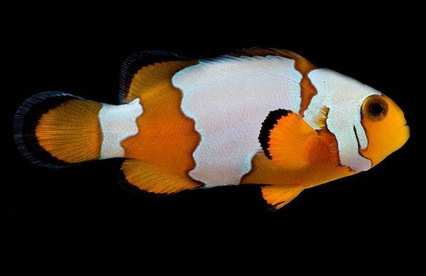 Snowflake Ocellaris Clownfish