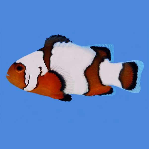 Snowflake Ocellaris Clownfish