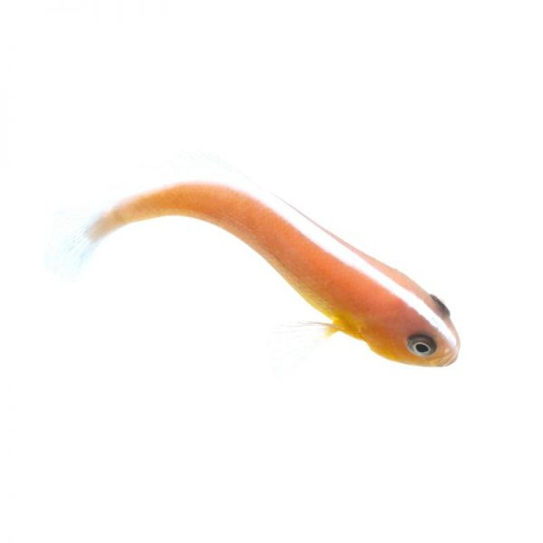 دلقک ماهی اسکانک نارنجی