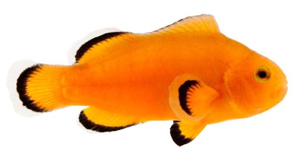 Naked Ocellaris Clownfish