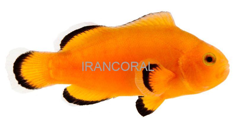 Naked Ocellaris Clownfish