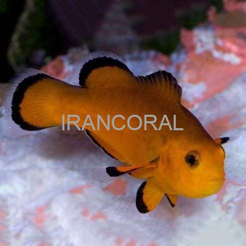 Naked Ocellaris Clownfish