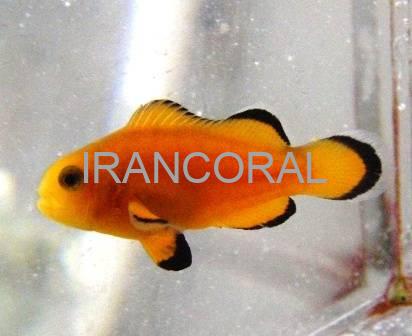 Naked Ocellaris Clownfish