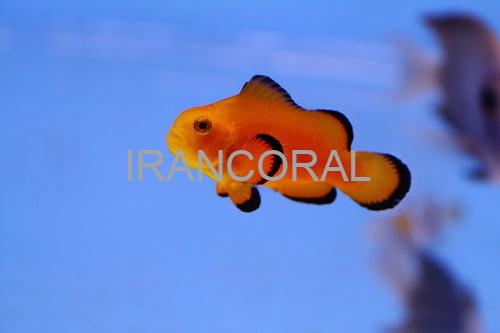 Naked Ocellaris Clownfish