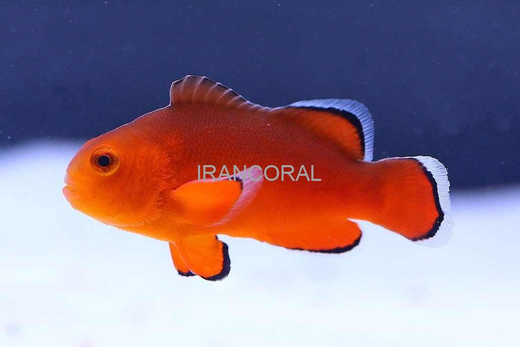 Naked Ocellaris Clownfish