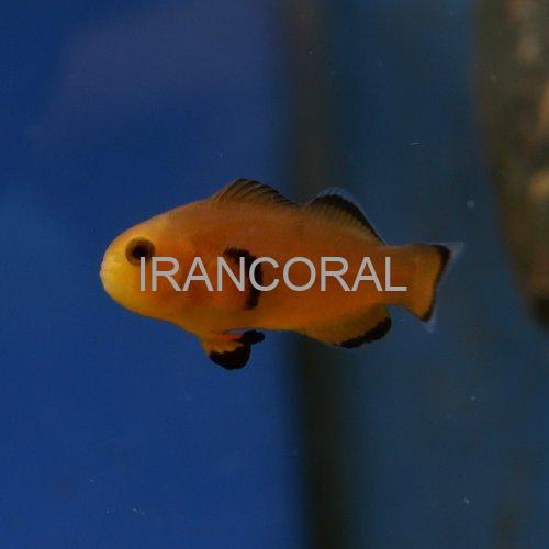 Naked Ocellaris Clownfish