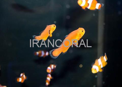 Naked Ocellaris Clownfish