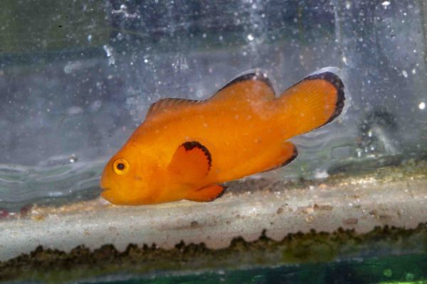 Naked Ocellaris Clownfish
