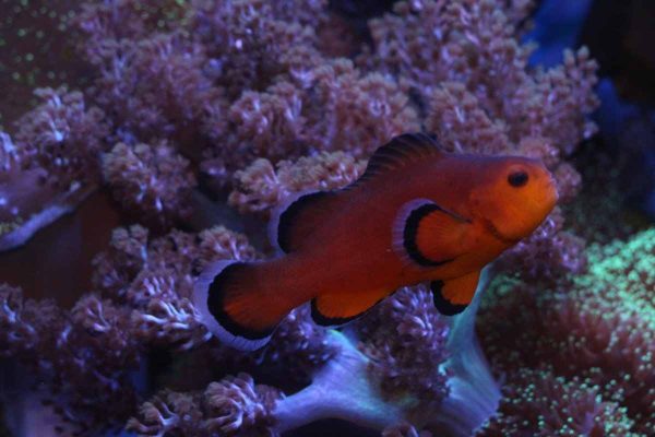 Naked Ocellaris Clownfish