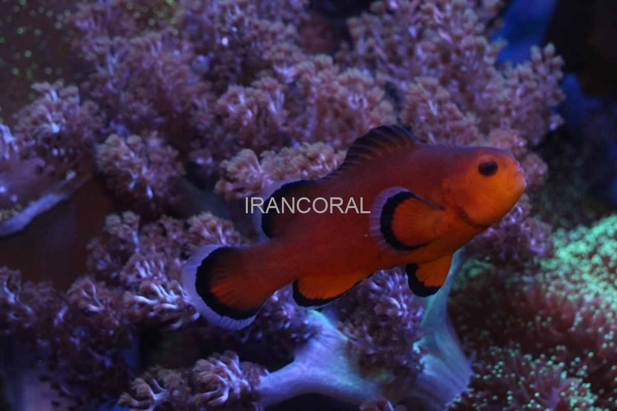 Naked Ocellaris Clownfish