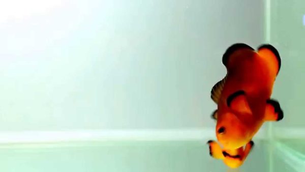 Naked Ocellaris Clownfish