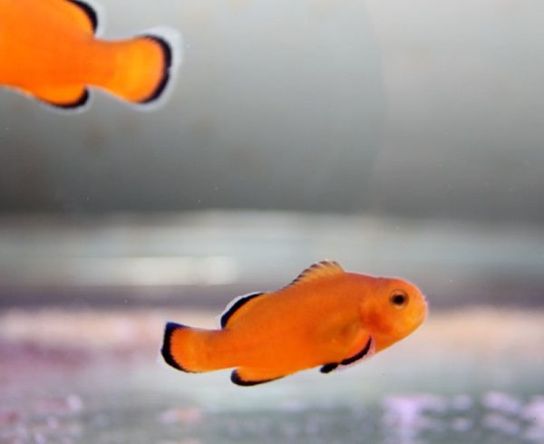 Naked Ocellaris Clownfish