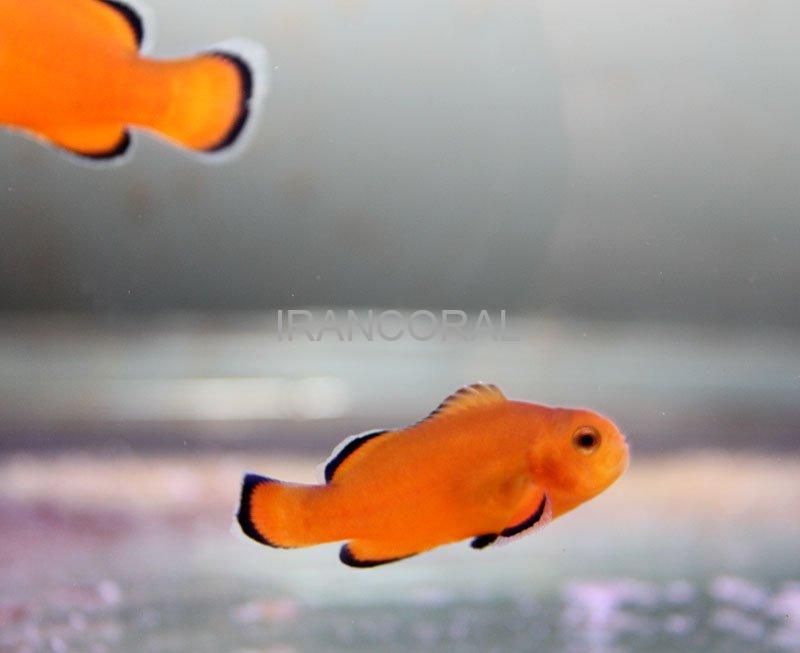 Naked Ocellaris Clownfish
