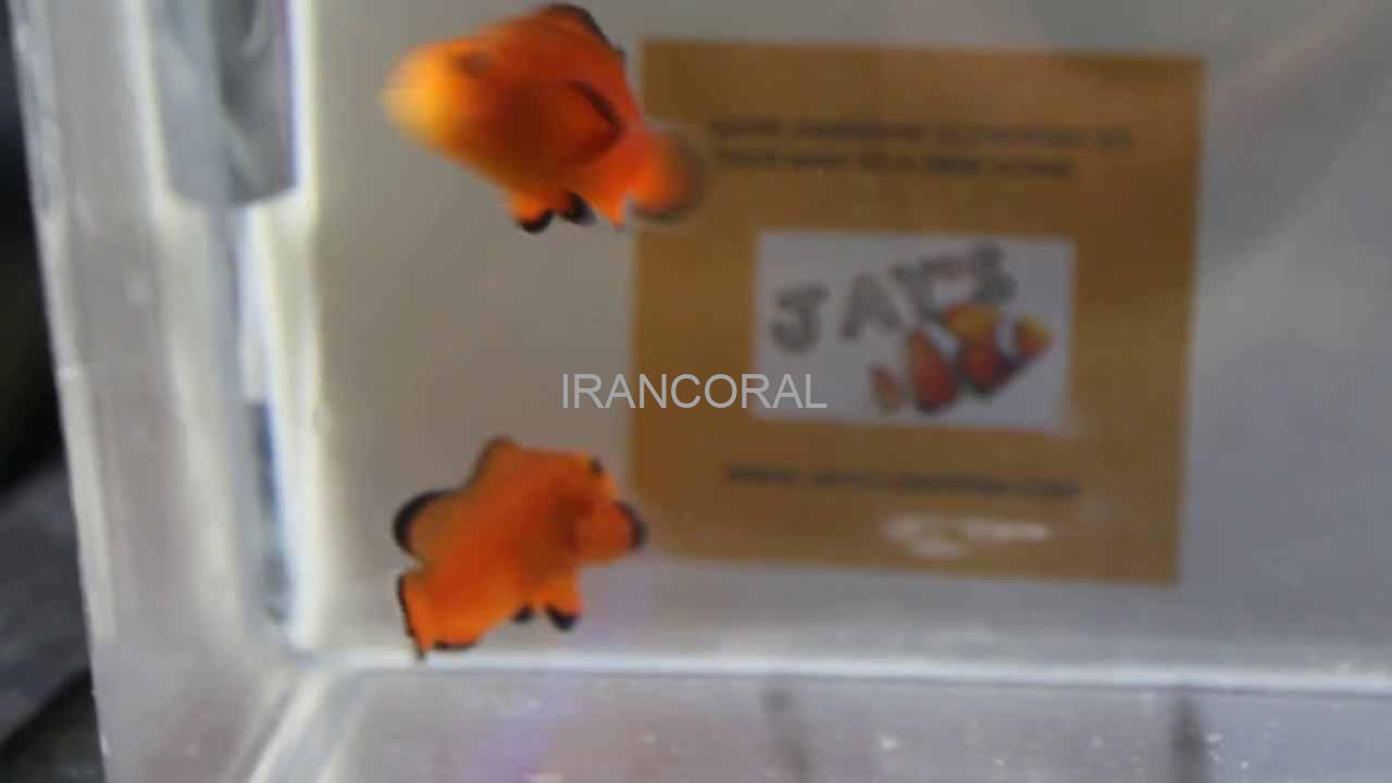 Naked Ocellaris Clownfish