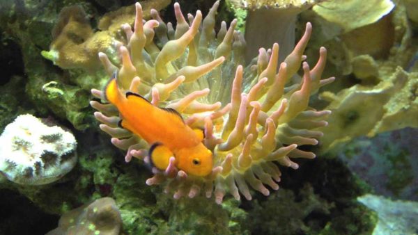 Naked Ocellaris Clownfish