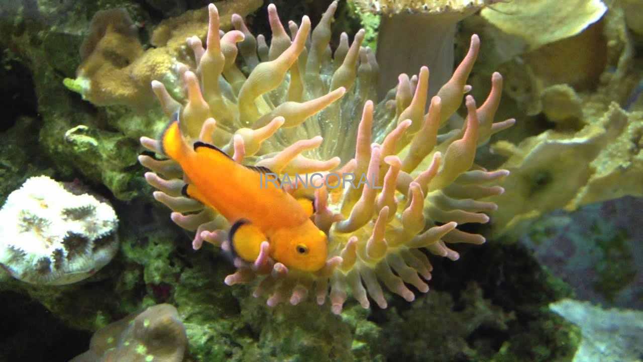 Naked Ocellaris Clownfish
