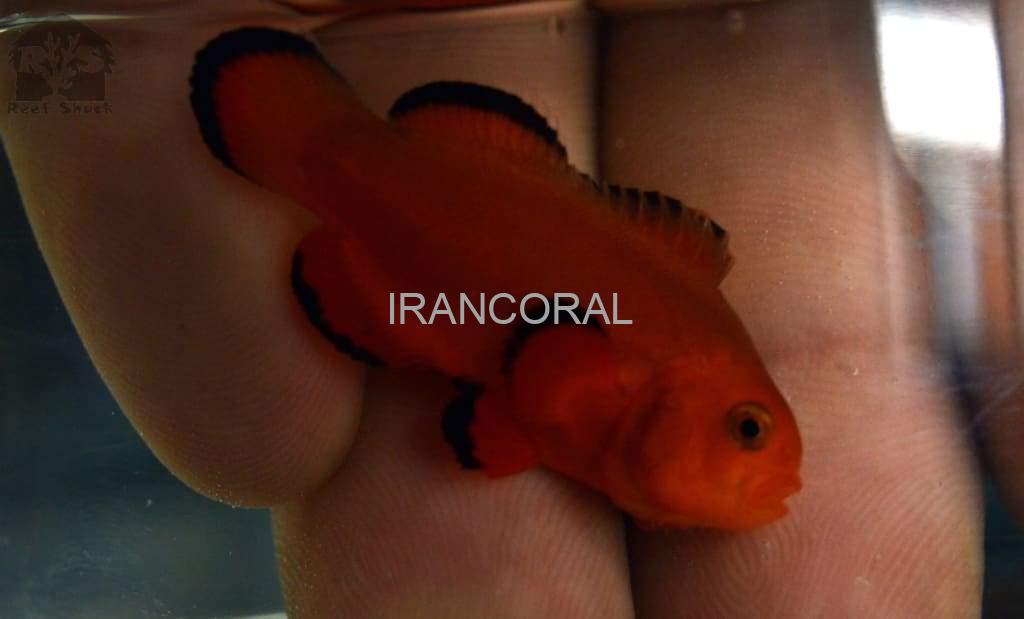 Naked Ocellaris Clownfish