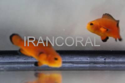 Naked Ocellaris Clownfish