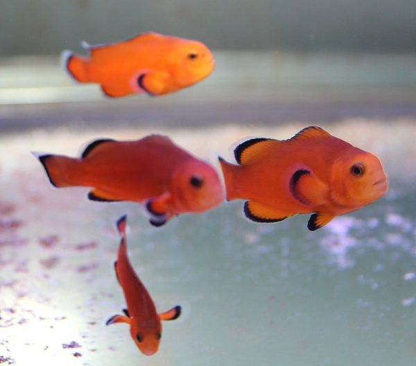 Naked Ocellaris Clownfish