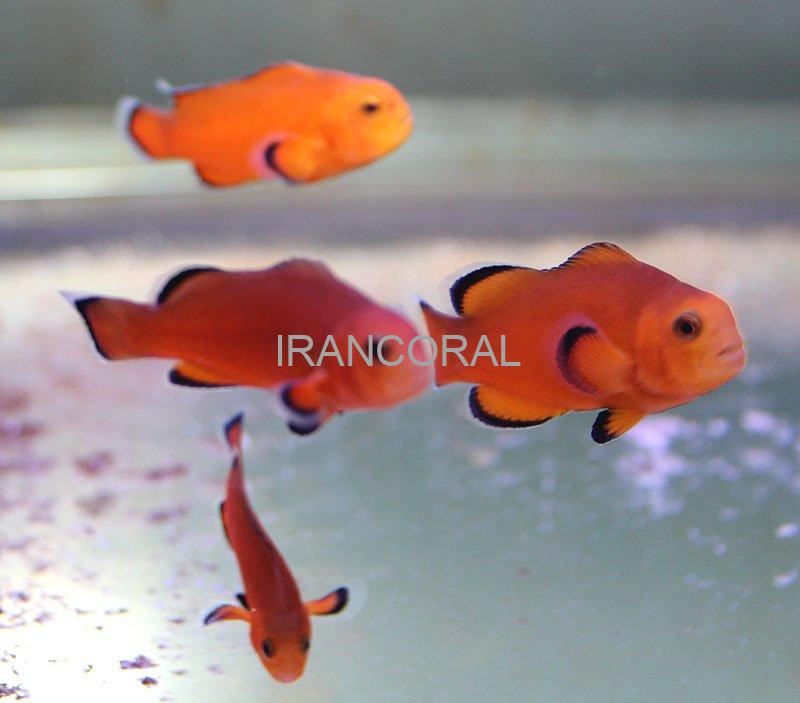 Naked Ocellaris Clownfish